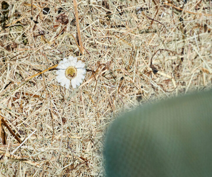 9 Anwendung Tapete WILDSPITZE MARGERITTA BASF Koln C Joachimgrothus 720X600